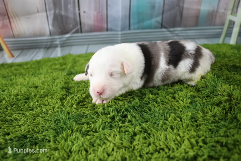 Boston – Miniature Australian Shepherd puppy for sale in Stockton, MO