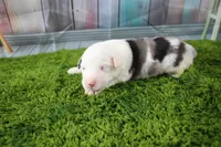 Boston, a male Miniature Australian Shepherd for sale in Stockton, MO – 1 of 6