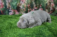 Steele, a male Labrador Retriever for sale in Stockton, MO – 2 of 4