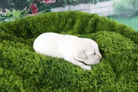 Ivory, a female English Cream Golden Retriever for sale in Stockton, MO – Photo 2 of 6