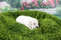 Ivory, a female English Cream Golden Retriever for sale in Stockton, MO – Photo 4 of 6