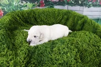 Ivory, a female English Cream Golden Retriever for sale in Stockton, MO – Photo 5 of 6