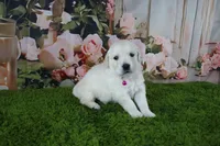 Ivory, a female English Cream Golden Retriever for sale in Stockton, MO – 2 of 7