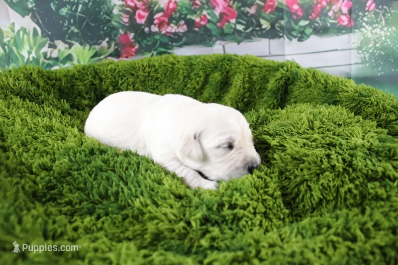 Ivory – English Cream Golden Retriever puppy for sale in Stockton, MO