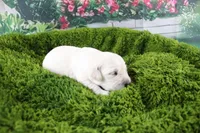 Ivory, a female English Cream Golden Retriever for sale in Stockton, MO – Photo 1 of 6