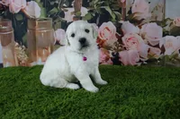 Ivory, a female English Cream Golden Retriever for sale in Stockton, MO – 4 of 7