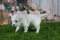 Ivory, a female English Cream Golden Retriever for sale in Stockton, MO – 3 of 7