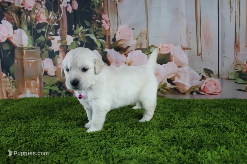 Ivory – English Cream Golden Retriever puppy for sale in Stockton, MO