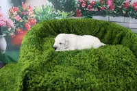 Ivory, a female English Cream Golden Retriever for sale in Stockton, MO – Photo 6 of 6