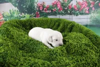 Ivory, a female English Cream Golden Retriever for sale in Stockton, MO – Photo 3 of 6