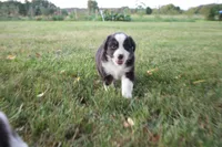 Liberty, a female Miniature Australian Shepherd for sale in Stockton, MO – 4 of 10