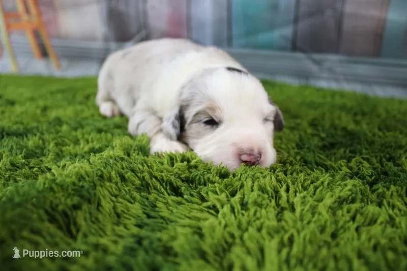 America – Miniature Australian Shepherd puppy for sale in Stockton, MO