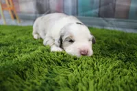 America, a male Miniature Australian Shepherd for sale in Stockton, MO – 1 of 6