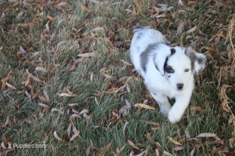 Harriett – Miniature Australian Shepherd puppy for sale in Stockton, MO