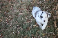 Harriett, a female Miniature Australian Shepherd for sale in Stockton, MO – 6 of 10
