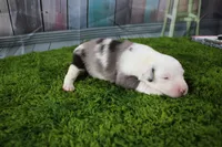 Boston, a male Miniature Australian Shepherd for sale in Stockton, MO – 5 of 6