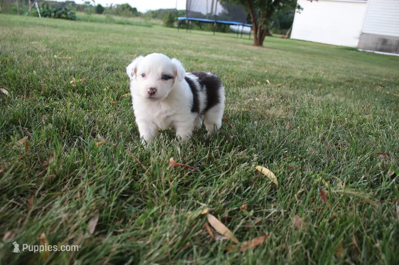 Irene – Miniature Australian Shepherd puppy for sale in Stockton, MO