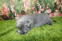 Wren, a female Labrador Retriever for sale in Stockton, MO – 4 of 4