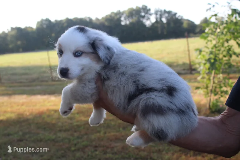 America – Miniature Australian Shepherd puppy for sale in Stockton, MO