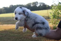 America, a male Miniature Australian Shepherd for sale in Stockton, MO – 2 of 10