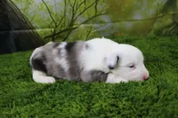 Boston, a male Miniature Australian Shepherd for sale in Stockton, MO – 6 of 9
