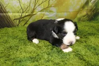 Jubilee, a female Miniature Australian Shepherd for sale in Stockton, MO – 8 of 10