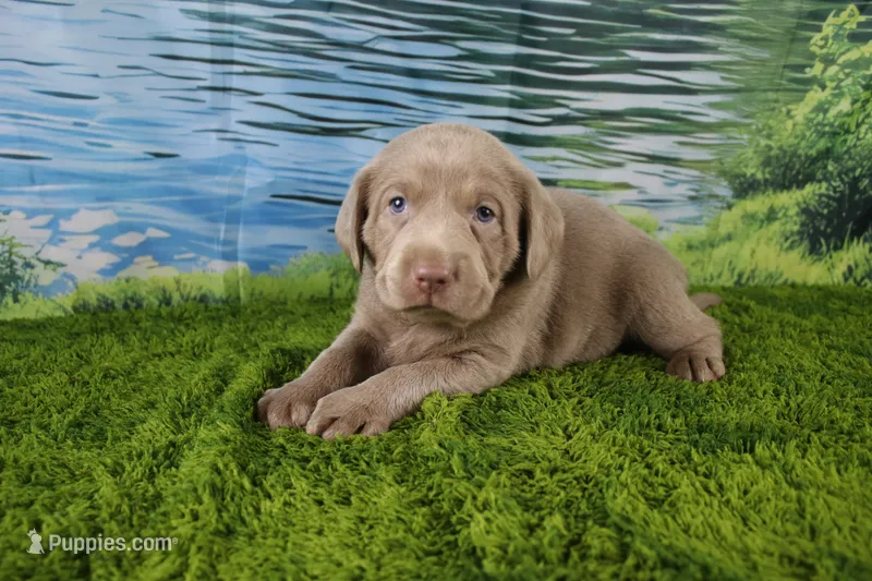 Ember – Labrador Retriever puppy for sale in Stockton, MO