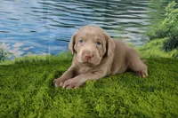 Ember, a female Labrador Retriever for sale in Stockton, MO – 7 of 10