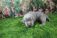 Frost, a female Labrador Retriever for sale in Stockton, MO – 5 of 6