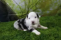 George, a male Miniature Australian Shepherd for sale in Stockton, MO – 9 of 10