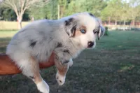 America, a male Miniature Australian Shepherd for sale in Stockton, MO – 4 of 10