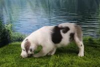 Harriett, a female Miniature Australian Shepherd for sale in Stockton, MO – 2 of 10