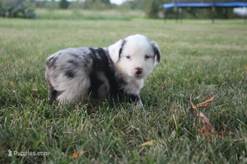 George – Miniature Australian Shepherd puppy for sale in Stockton, MO