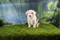 Irene, a female Miniature Australian Shepherd for sale in Stockton, MO – 10 of 10