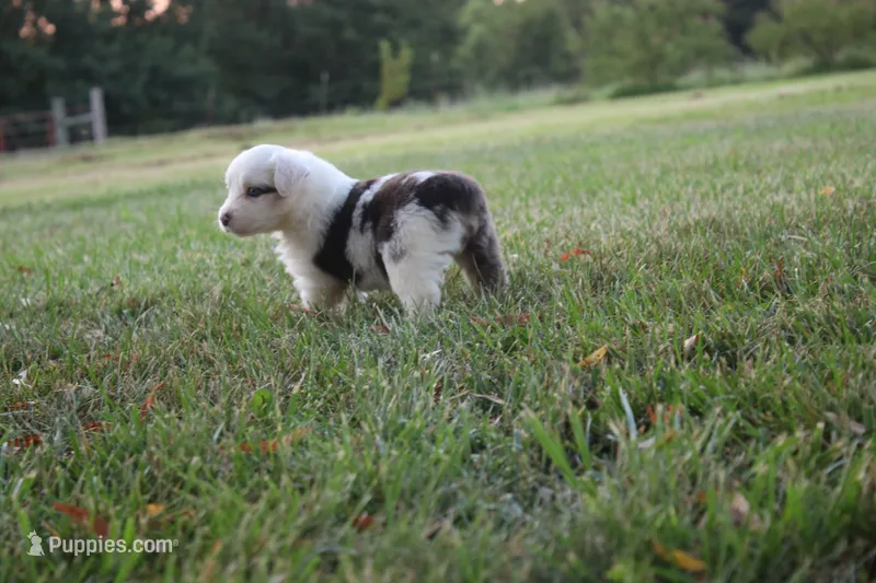 Irene – Miniature Australian Shepherd puppy for sale in Stockton, MO