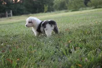 Irene, a female Miniature Australian Shepherd for sale in Stockton, MO – 7 of 10