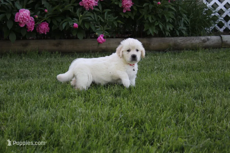 Albie – English Cream Golden Retriever puppy for sale in Stockton, MO