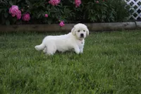 Albie, a male English Cream Golden Retriever for sale in Stockton, MO – 1 of 10