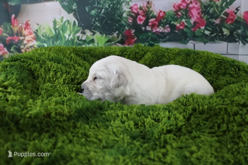 Albie – English Cream Golden Retriever puppy for sale in Stockton, MO