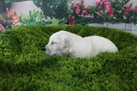 Albie, a male English Cream Golden Retriever for sale in Stockton, MO – Photo 1 of 5