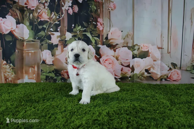 Albie – English Cream Golden Retriever puppy for sale in Stockton, MO