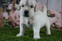 Albie, a male English Cream Golden Retriever for sale in Stockton, MO – 6 of 10