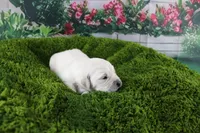 Albie, a male English Cream Golden Retriever for sale in Stockton, MO – Photo 5 of 5