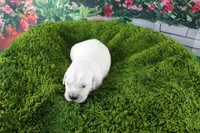 Albie, a male English Cream Golden Retriever for sale in Stockton, MO – Photo 4 of 5