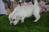 Albie, a male English Cream Golden Retriever for sale in Stockton, MO – 8 of 10