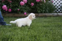 Albie, a male English Cream Golden Retriever for sale in Stockton, MO – 4 of 10