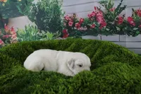 Albie, a male English Cream Golden Retriever for sale in Stockton, MO – Photo 3 of 5