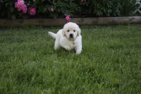 Albie, a male English Cream Golden Retriever for sale in Stockton, MO – 3 of 10