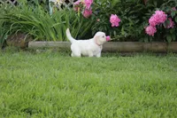 Albie, a male English Cream Golden Retriever for sale in Stockton, MO – 2 of 10