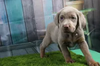 Juliet, a female Labrador Retriever for sale in Stockton, MO – Photo 5 of 9